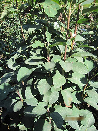 Die beste felsenbirne baumschule pflanzenvielfalt amelanchier alnifolia Bestsleller kaufen