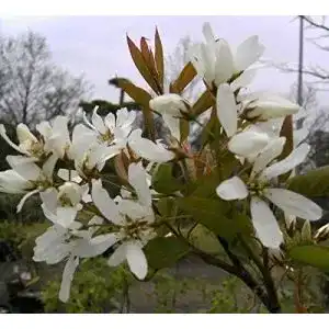 Felsenbirne Baumschule Pflanzenvielfalt Amelanchier Ballerina