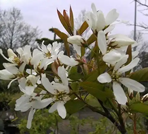 Felsenbirne Baumschule Pflanzenvielfalt Amelanchier Ballerina