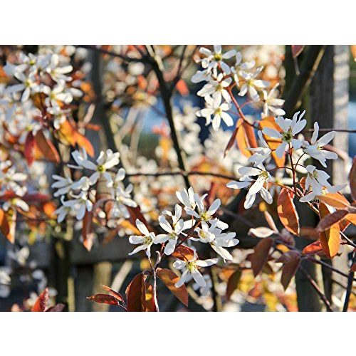 Felsenbirne Garten von Ehren Kupfer- Weiße Blüte 40-60 cm