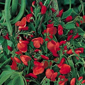 Feuerbohnen-Samen exotic-samen Prunkbohne Rot blühend