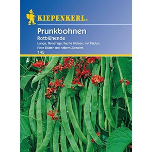 Feuerbohnen-Samen Kiepenkerl Bohne Rotblühend
