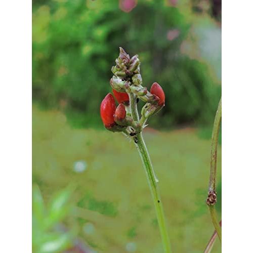 Feuerbohnen-Samen Magic Garden Seeds Prunkbohne, 20 Samen