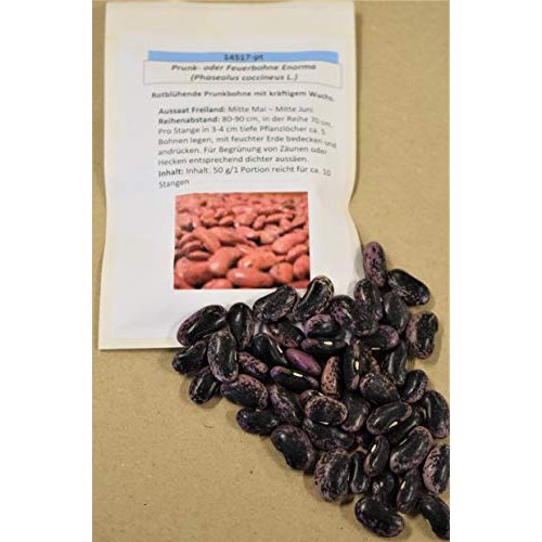 Feuerbohnen-Samen Saatzucht Bardowick 50 g Feuerbohne