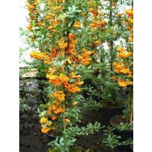 Feuerdorn Plantenwelt Pyracantha Orange Charmer 80 cm hoch