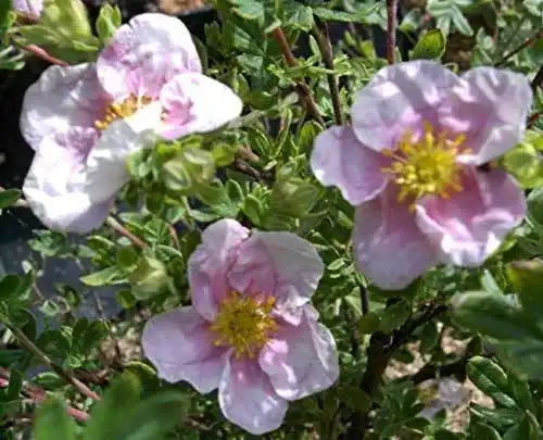 Fingerstrauch Baumschule Pflanzenvielfalt Potentilla fruticosa