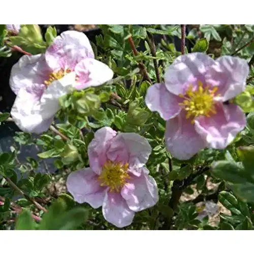 Fingerstrauch Baumschule Pflanzenvielfalt Potentilla fruticosa