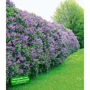 Flieder BALDUR Garten Hecke, 3 Pflanzen Syringa vulgaris duftend