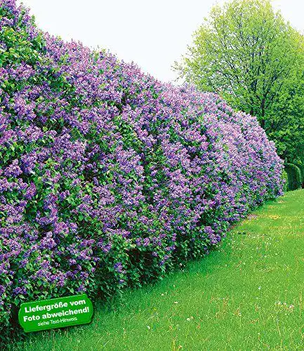 Flieder BALDUR Garten Hecke, 3 Pflanzen Syringa vulgaris duftend