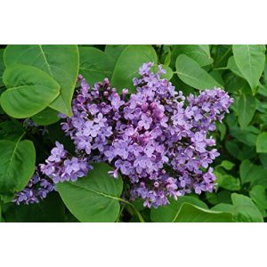 Flieder floranza.de Gemeiner Wild Syringa Vulgaris violette