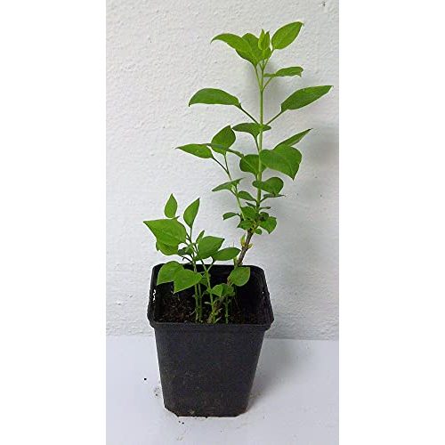 Flieder Green Future Pflanzenhandel Weißer Syringa vulgaris alba