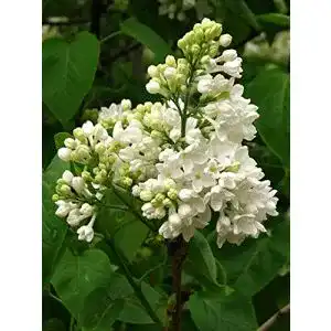 Flieder Green Future Pflanzenhandel Weißer Syringa vulgaris alba