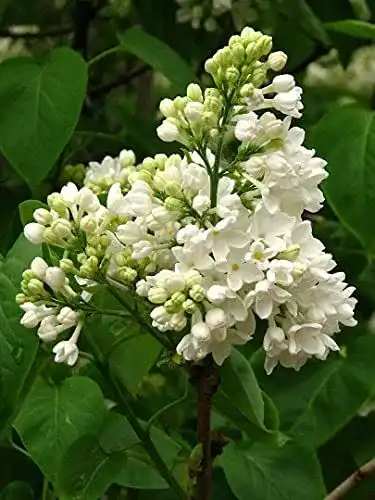 Flieder Green Future Pflanzenhandel Weißer Syringa vulgaris alba