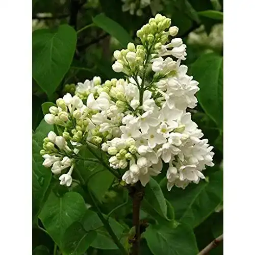Flieder Green Future Pflanzenhandel Weißer Syringa vulgaris alba