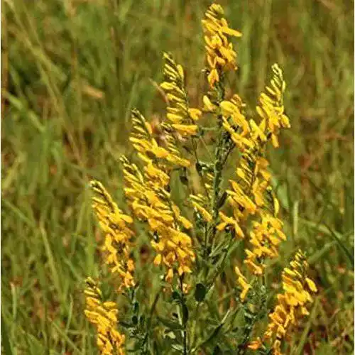 Ginster Baumschule Deutscher 20-30cm, Genista germanica