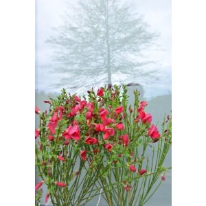 Ginster Plantenwelt Wiesmoor Cytisus scoparius Boskoop Ruby