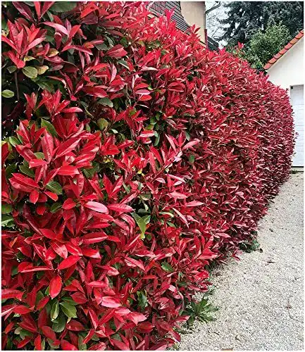 Glanzmispel BALDUR-Garten GmbH Photinia-Hecke Red Robin