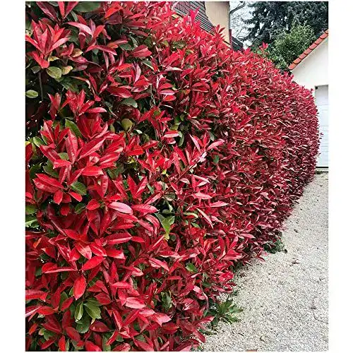 Glanzmispel BALDUR-Garten GmbH Photinia-Hecke Red Robin