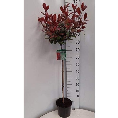 Die beste glanzmispel pflanzen boering staemmchen photinia little red robin Bestsleller kaufen