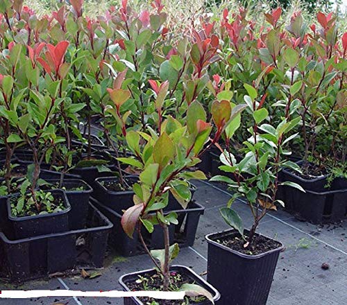 Die beste glanzmispel plantenwelt wiesmoor immergruene zwerg 40 60 cm Bestsleller kaufen
