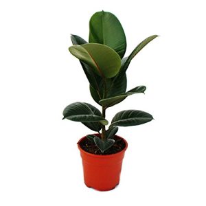 Gummibaum exotenherz, Ficus elastica”Robusta” 17cm Topf