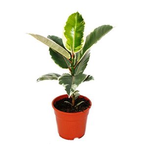 Gummibaum exotenherz, Weissbunter Ficus elastica “Tineke”