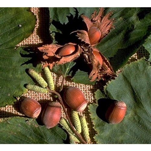 Die beste haselnussstrauch artlaender pflanzenhof nottingham 100 120cm Bestsleller kaufen