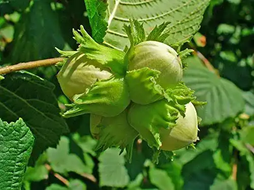 Haselnussstrauch Green Future Pflanzenhandel Gemeine Hasel