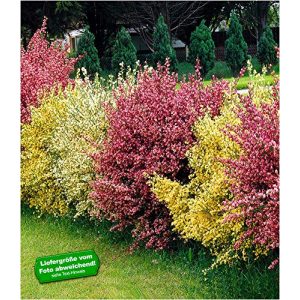 Heckenpflanzen BALDUR Garten Ginster-Hecke Tricolor, 3 Pflanzen