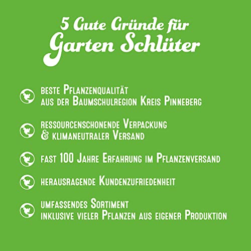 Heckenpflanzen Garten Schlüter Hainbuche/Weißbuche