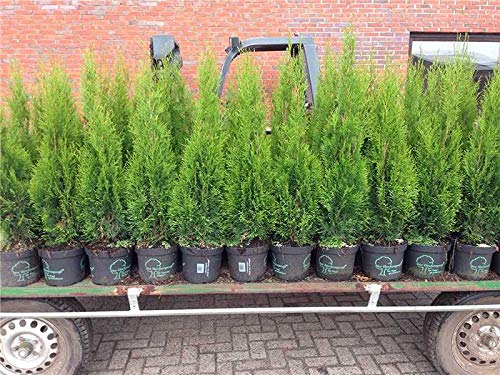 Die beste heckenpflanzen plantapro edel thuja smaragd 100 120cm Bestsleller kaufen
