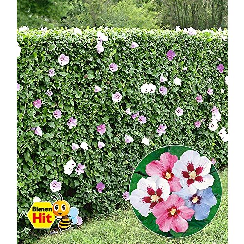 Hibiskus-Pflanze BALDUR Garten Hibiskus-Hecke, 5 Pflanzen