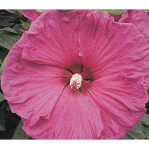 Hibiskus-Pflanze Blumen Senf XXL ‘Jazzberry Jam’ ®
