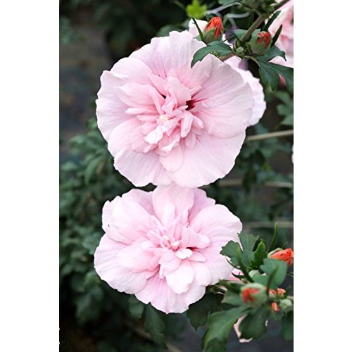 Die beste hibiskus pflanze floranza de hibiskus rosa bluete roseneibisch Bestsleller kaufen