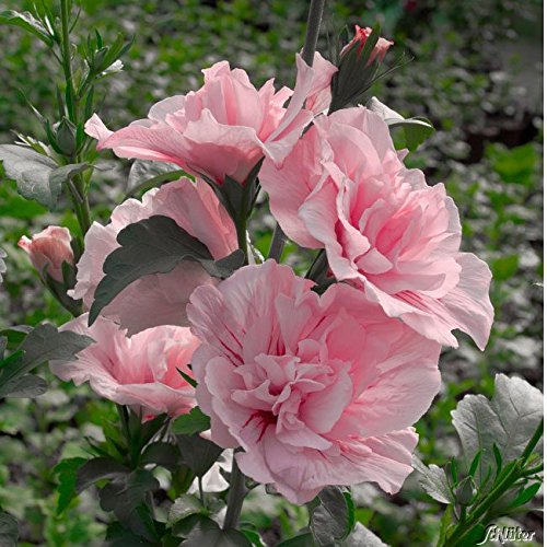 Hibiskus-Pflanze Garten Schlüter, Pink Chiffon, winterhart