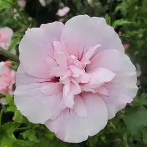 Hibiskus-Pflanze