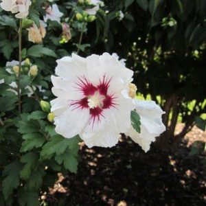 Hibiskus-Pflanze PlantaPro Hibiskus ‘Red Heart’ Blütengehölz