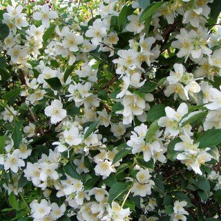 Die beste jasmin pflanze plantapro bauernjasmin philadelphus coronarius Bestsleller kaufen