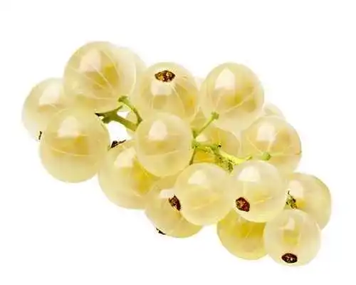 Johannisbeerstrauch Blumen Senf Weiße Johannisbeere Ribes rub.