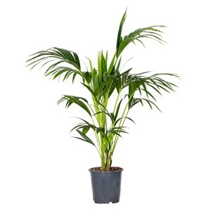 Kentia-Palme Bloomique Howea ‘Forsteriana’ ↕120-130 cm