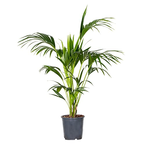 Die beste kentia palme bloomique howea forsteriana e28695120 130 cm Bestsleller kaufen