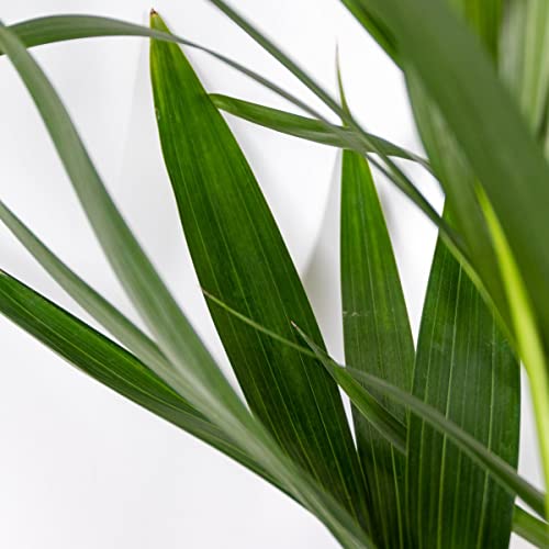 Kentia-Palme Bloomique Howea ‘Forsteriana’ ↕90-100 cm
