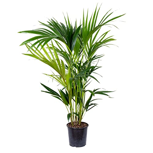 Die beste kentia palme bloomique howea forsteriana e2869590 100 cm Bestsleller kaufen