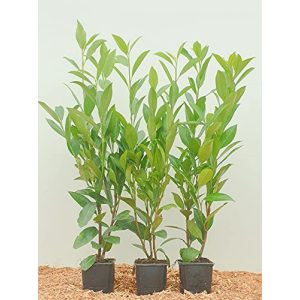 Kirschlorbeer PlantaPro Prunus lauroc. ‘Novita’ 20-40cm, 5 Stück