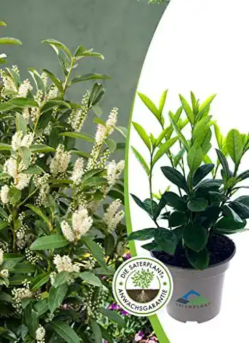 Kirschlorbeer SATERPLANT PREMIUM OUTDOOR PLANTS 10x