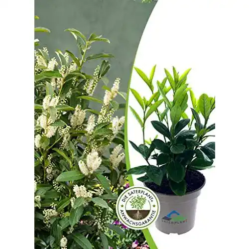 Kirschlorbeer SATERPLANT PREMIUM OUTDOOR PLANTS 10x