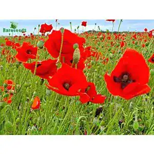 Klatschmohn-Samen rareseeds 1000 Klatschmohn Samen
