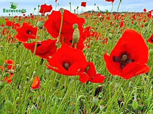 Klatschmohn-Samen rareseeds 1000 Klatschmohn Samen