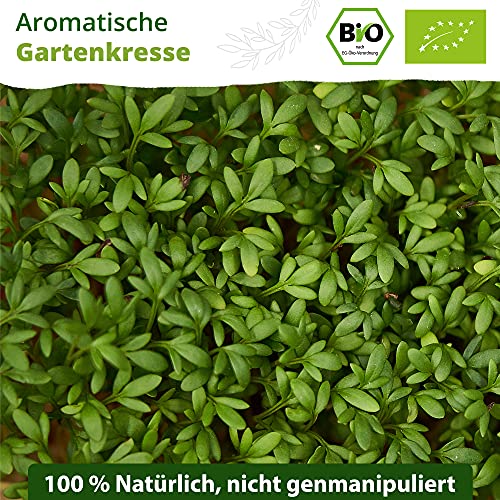 Kressesamen Little Plants BIO-Garten Lepidium sativum