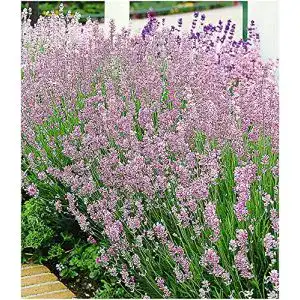 Lavendel-Pflanze